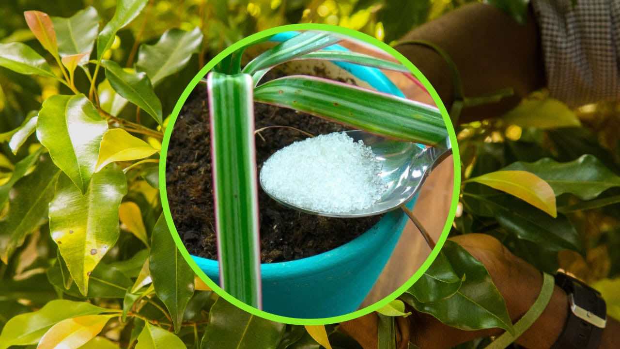 Azúcar en las plantas