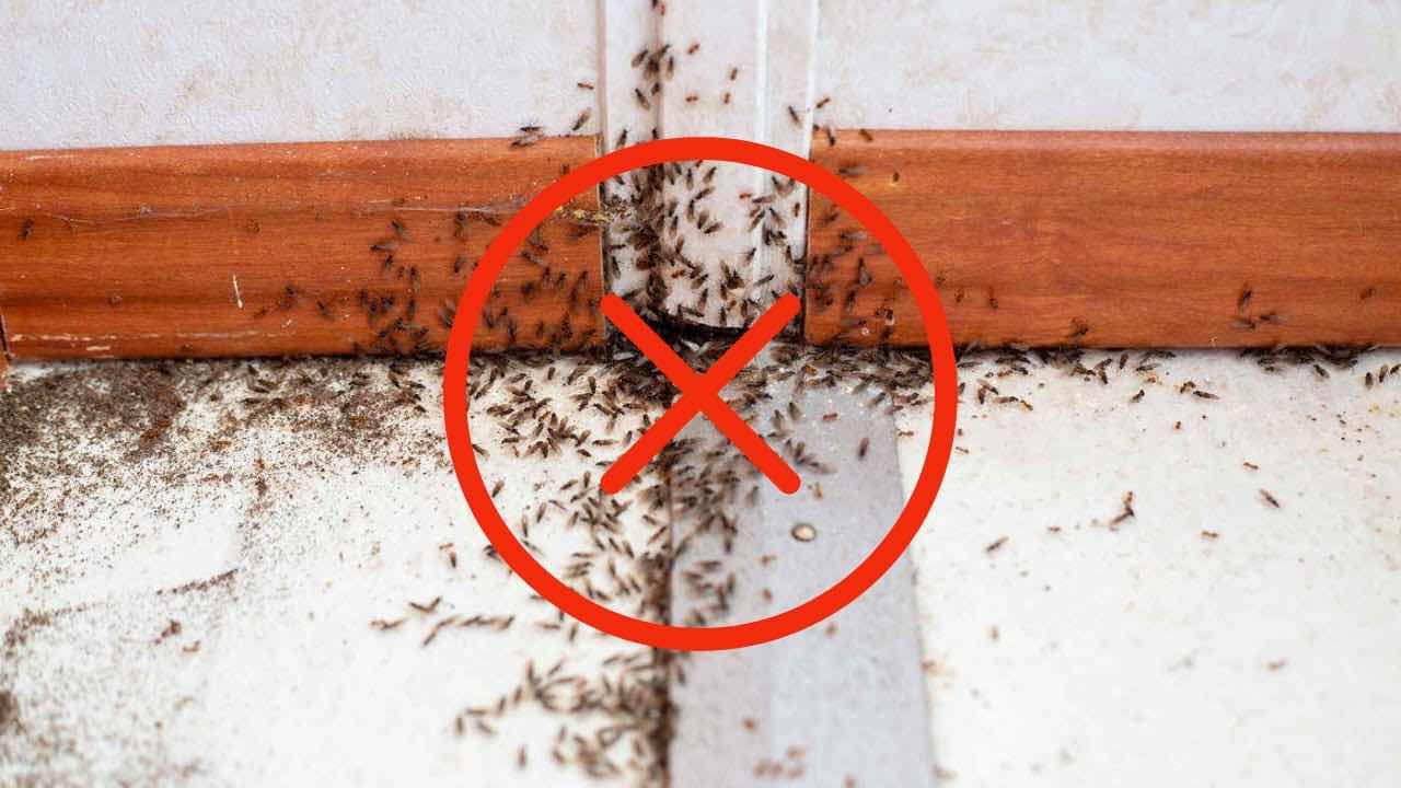 Adieu aux fourmis dans la maison