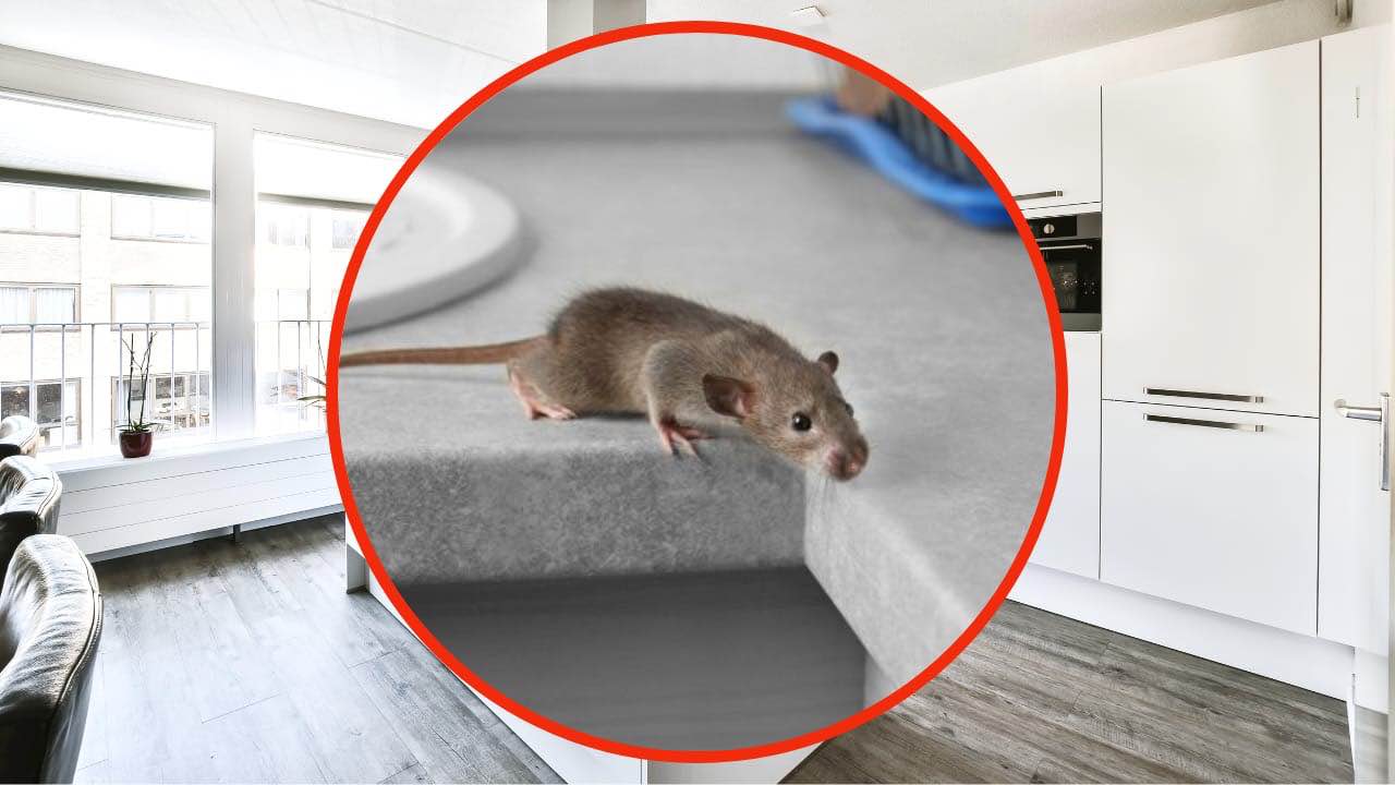 Des souris dans la maison