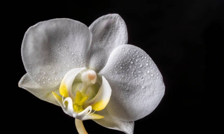 Come prendersi cura delle orchidee