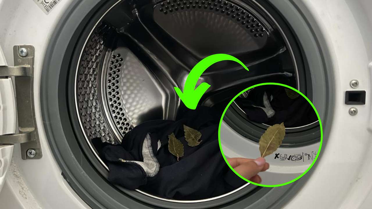 Laurel en la lavadora