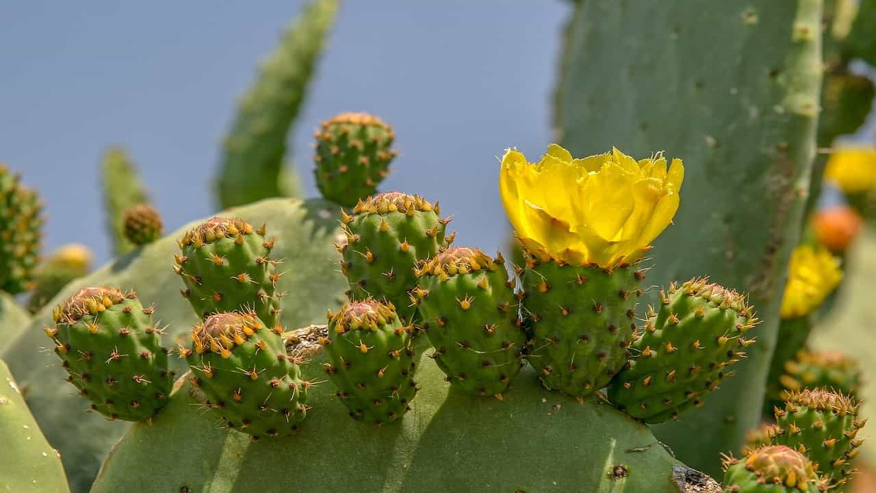 Cactus lleno de flores