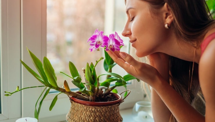 Femme sentant des orchidées