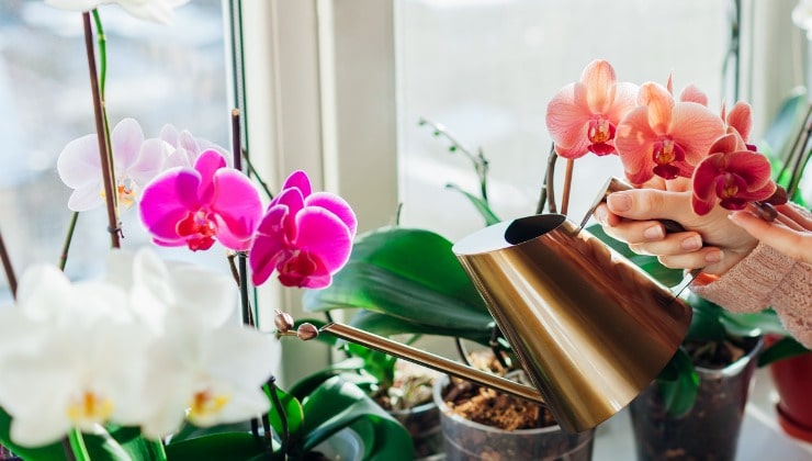 Dona innaffia orchidee