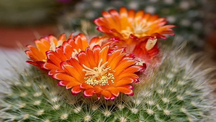 Fleur de cactus orange