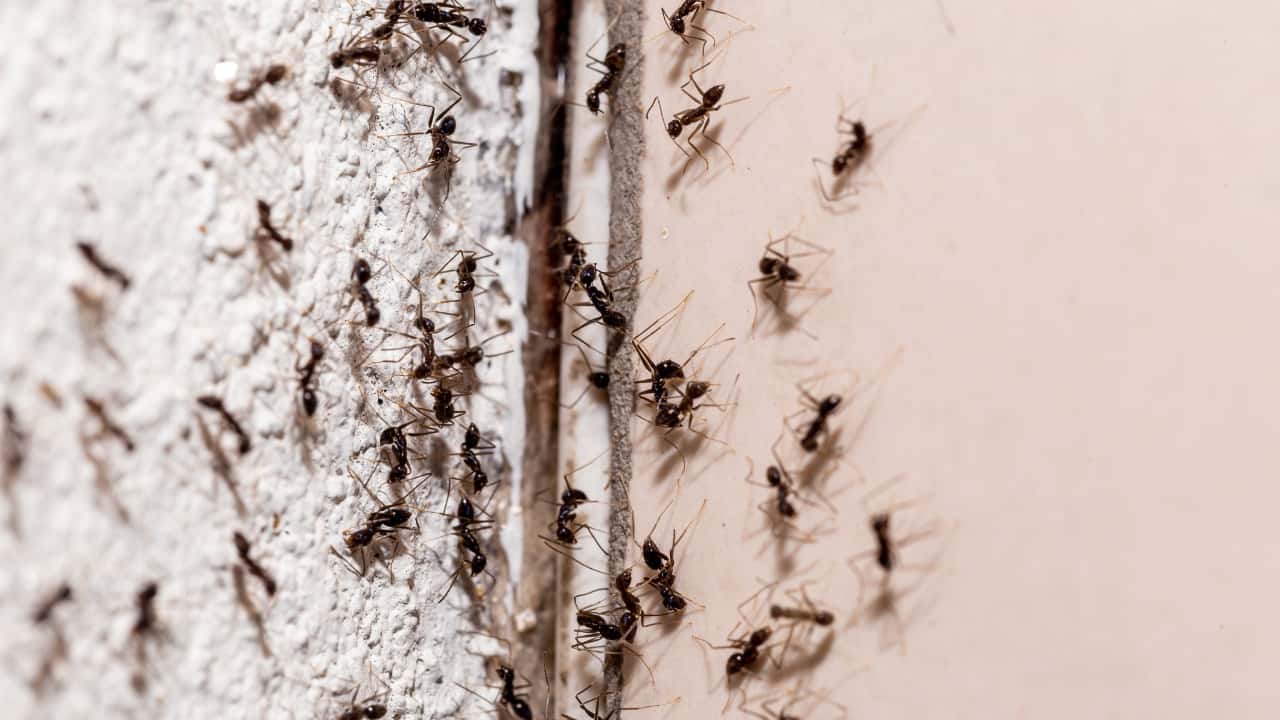 Les fourmis grimpent sur le mur