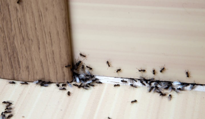 Infestación de hormigas en la casa.