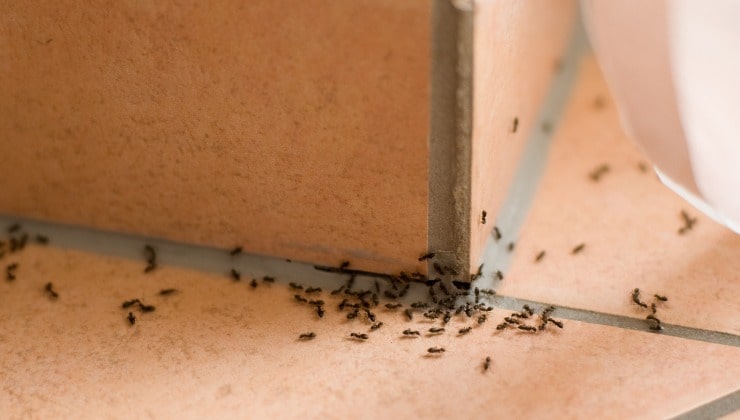 Infestation de fourmis