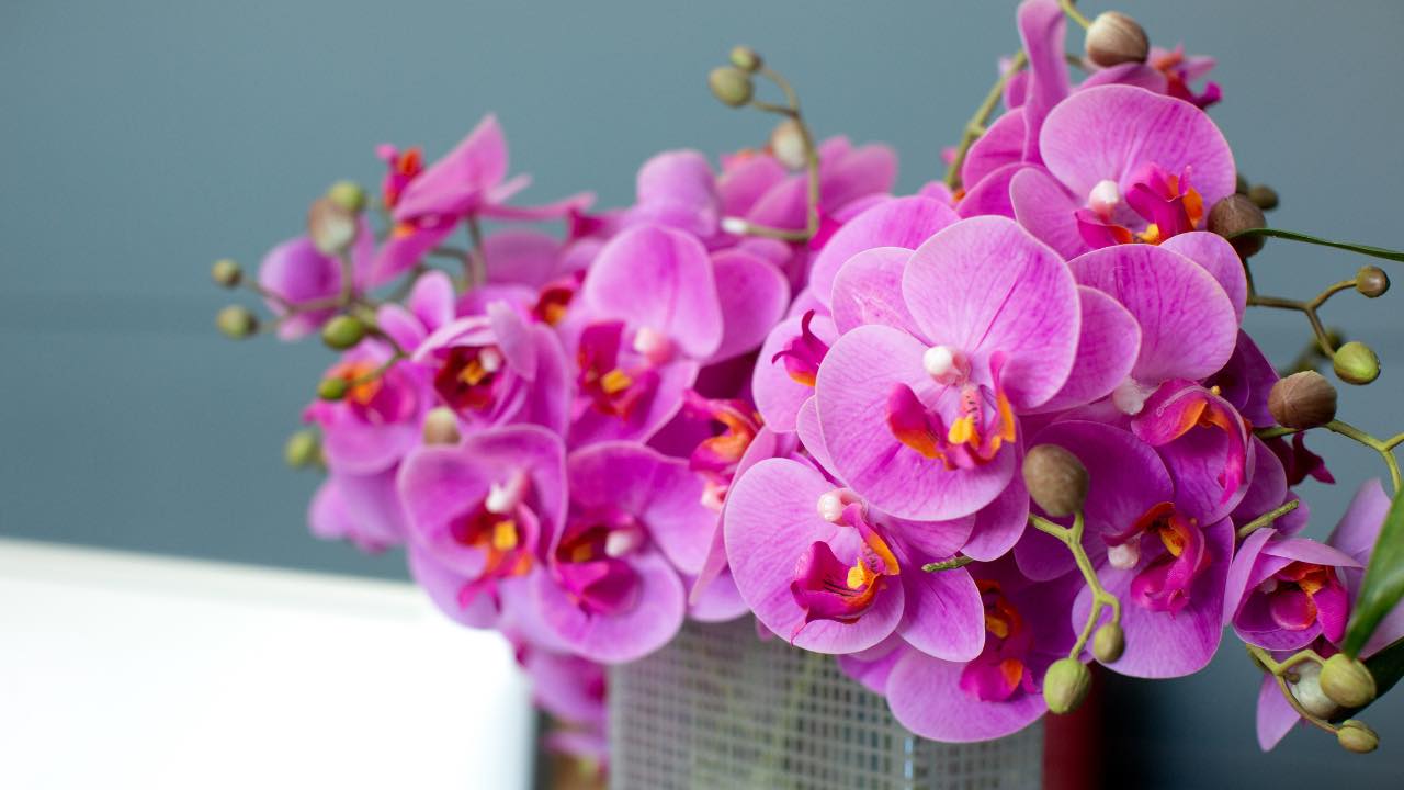 Orchidea sana e rigliosa