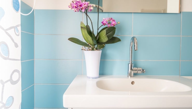 Orchidea in bagno