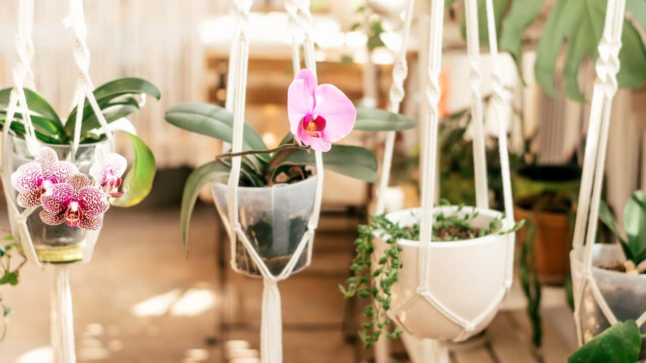 Orquídea sana y próspera
