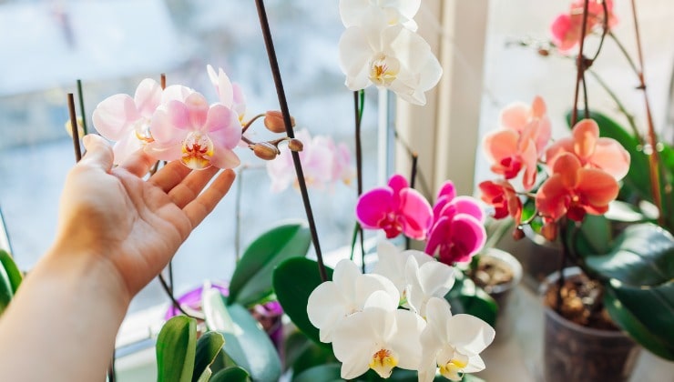 Plantas de orquídeas en el alféizar de la ventana.