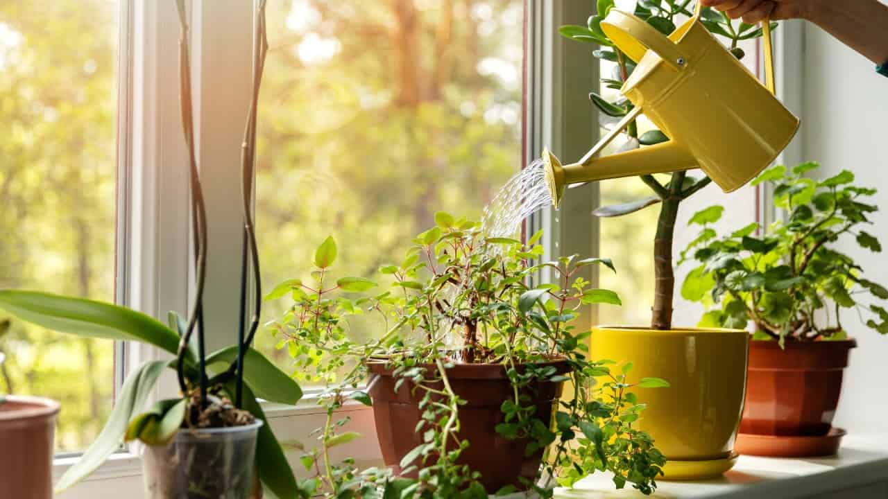 Plants to eliminate stale air from the house