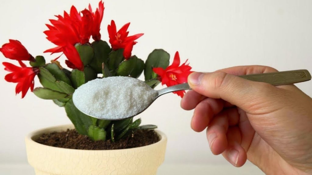 Set di tre decorazioni festive a forma di cactus - Decorazioni originali per l'albero di Natale, regalo alla moda per gli amanti delle piante, amanti dei cactus - Italia