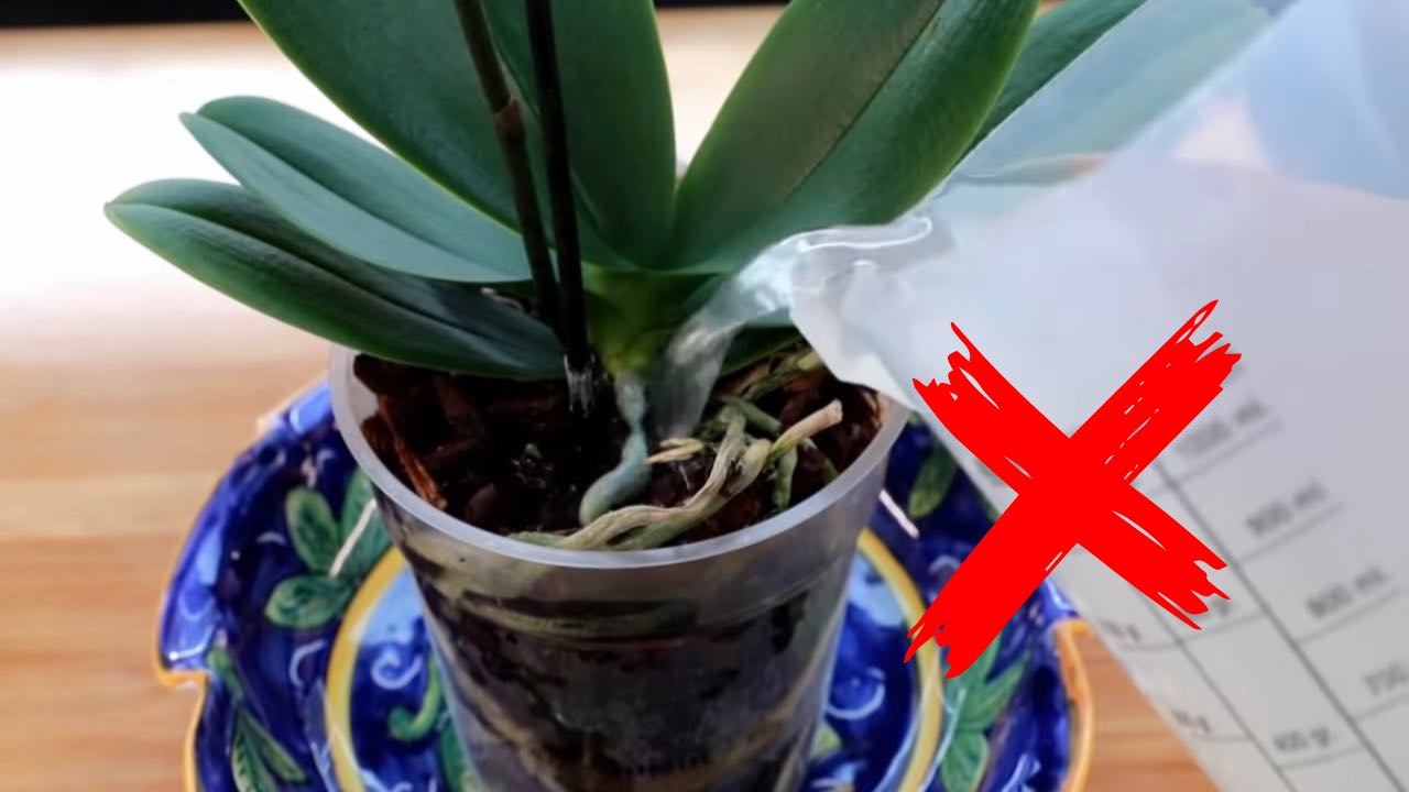 Přestaňte to dělat své orchideji.