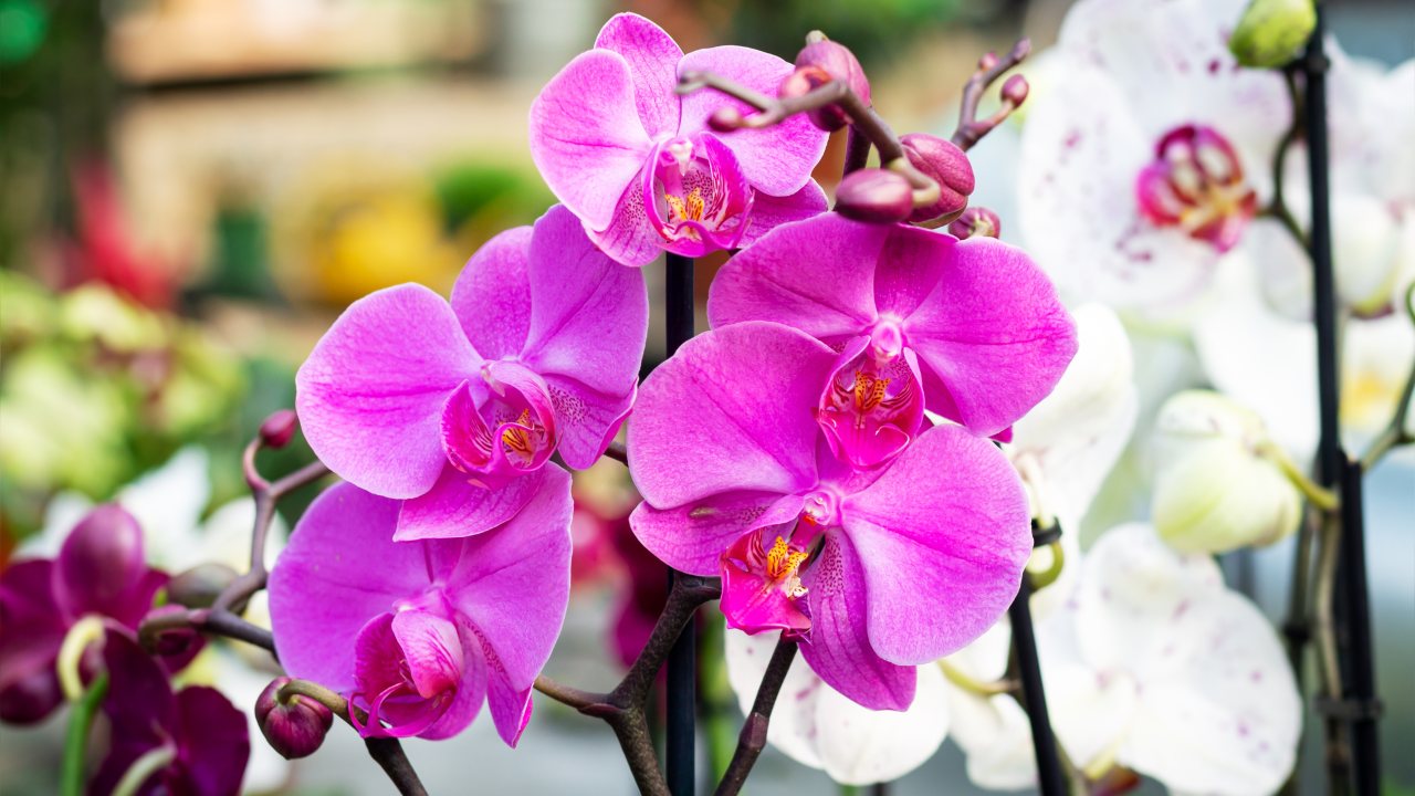 Bujné orchideje