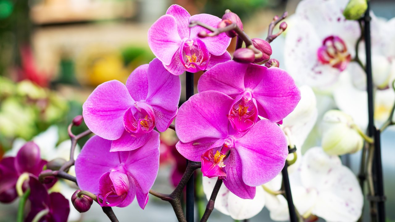 Orquídeas fuertes y exuberantes