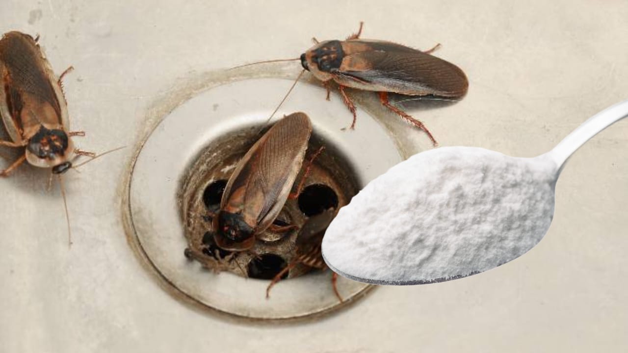 Cucarachas en el desagüe