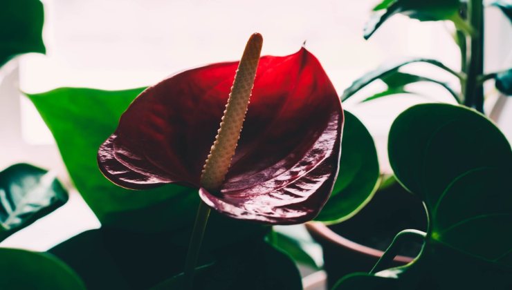 Pianta Anthurium rosso