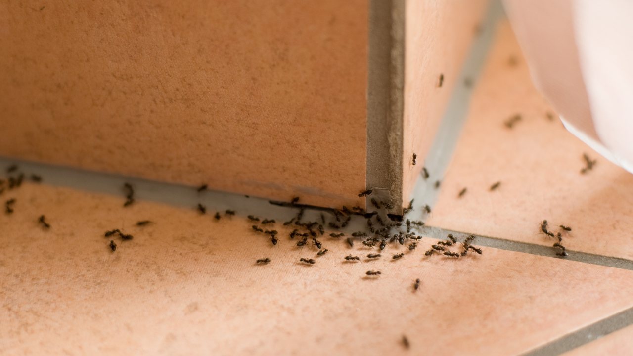 Allontanare formiche dalla dispensa