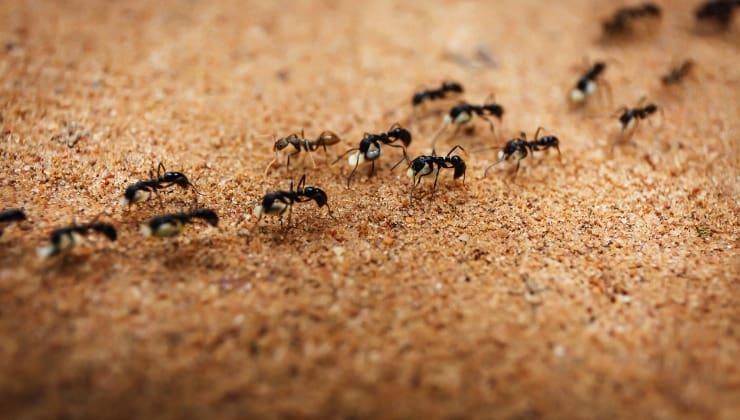 Las hormigas marchan en fila india