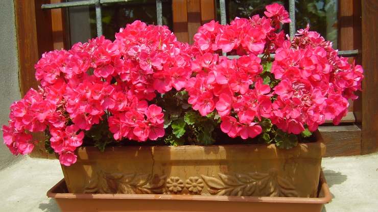 geraniums in bloom