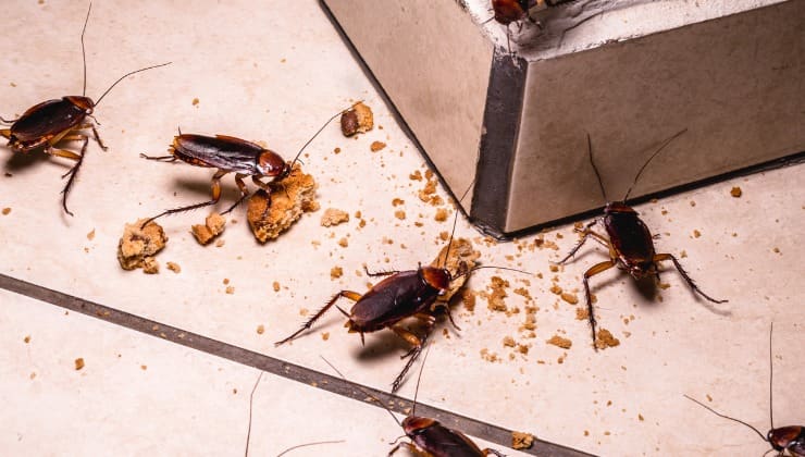 infestación de cucarachas