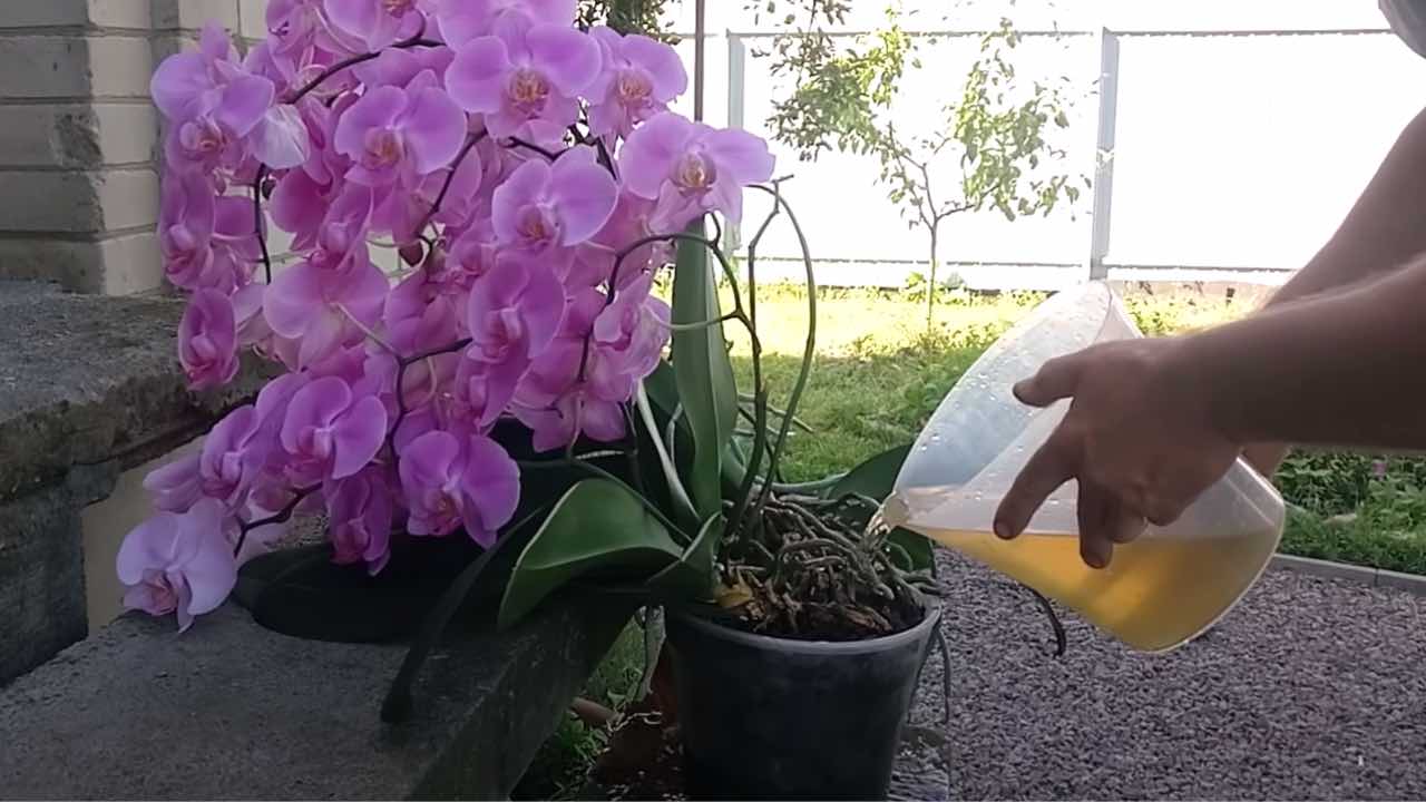 innaffiare orchidea