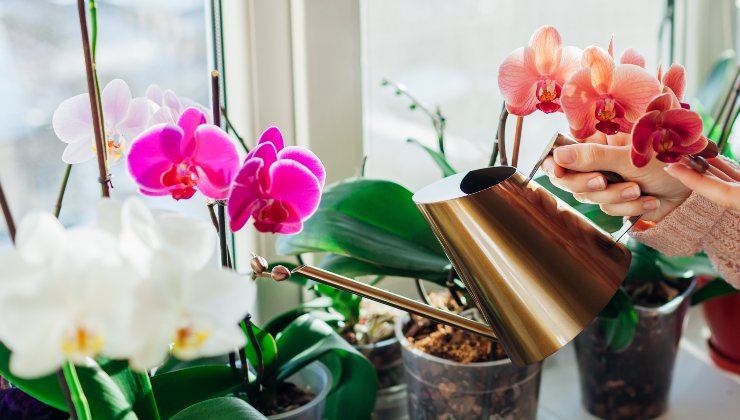 Péče o orchidej
