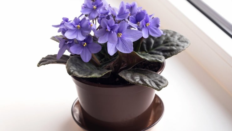 Exuberante flor de violetas