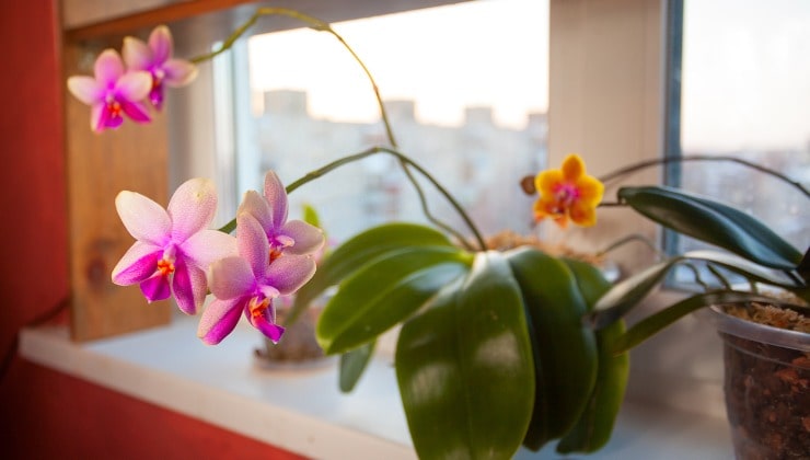 Orchidea alla finestra