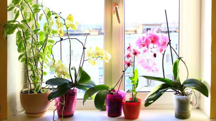 Orchideje v domě