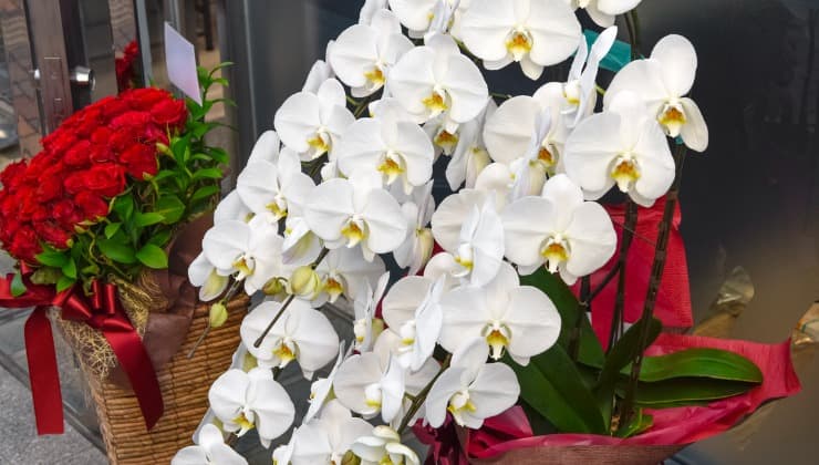 Rigogliosa orchidea bianca