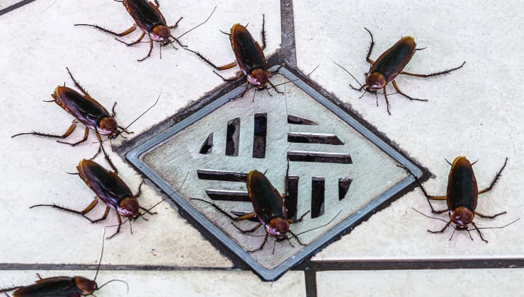 Des cafards sous la douche