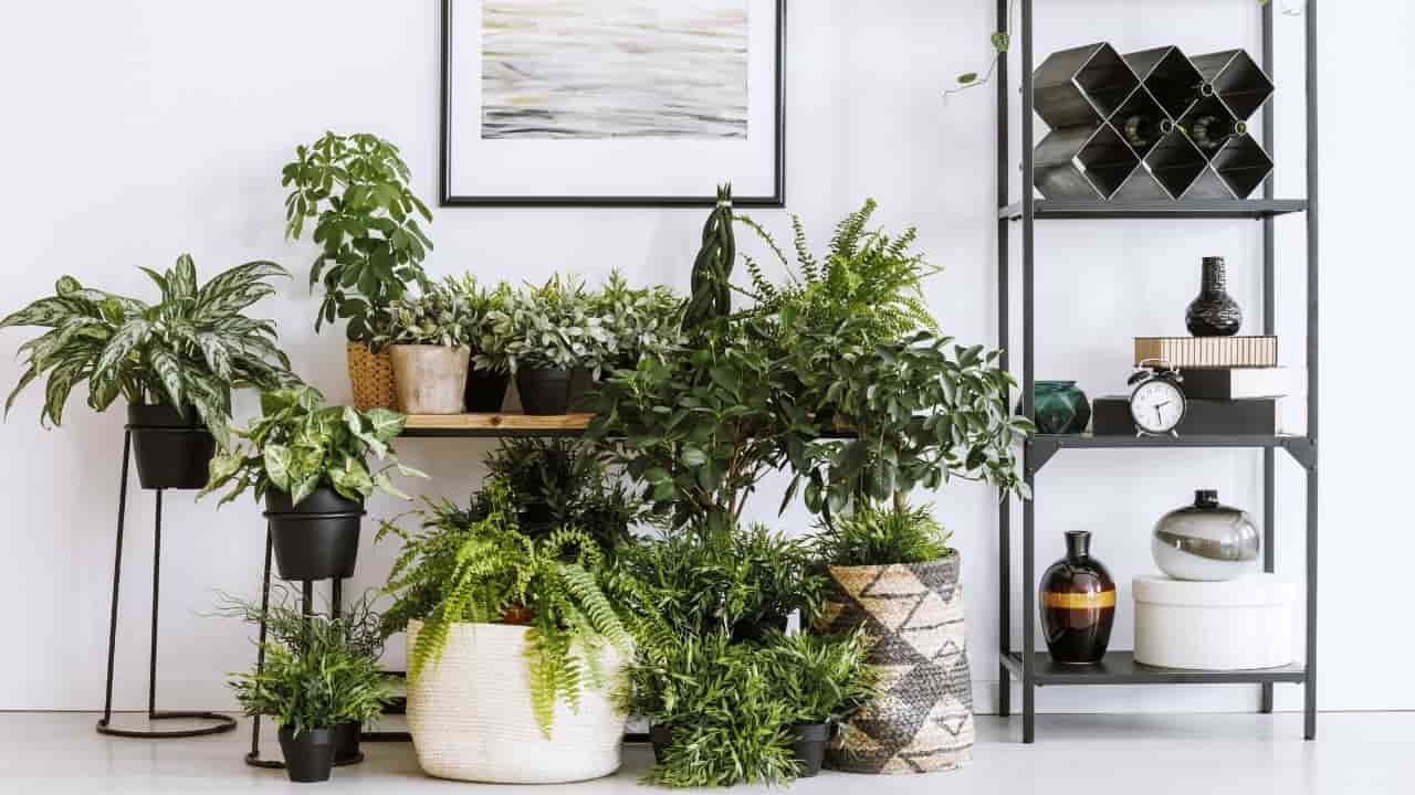 Soggiorno, piante e fiori in casa