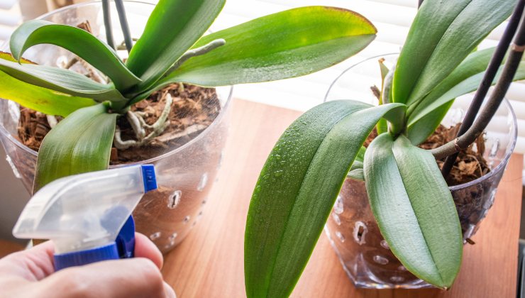 Orchidee, il trucco per farle durare in eterno: mai avute così rigogliose e  forti