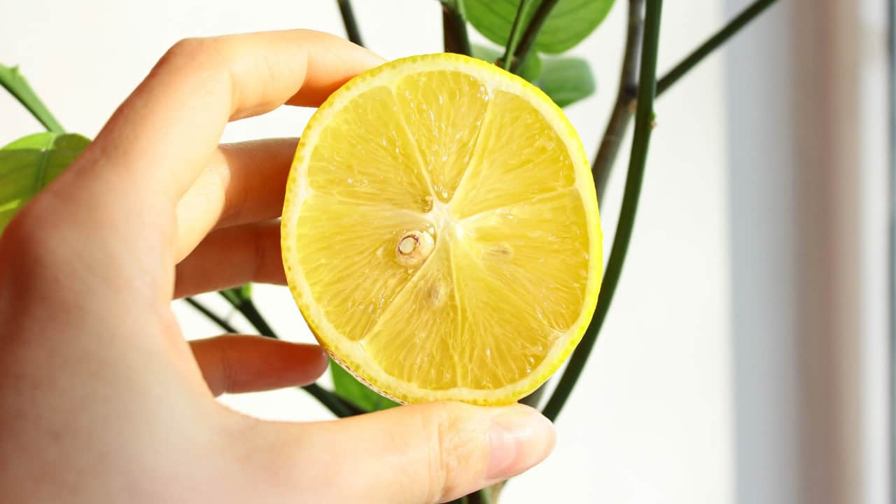 Un citron au four