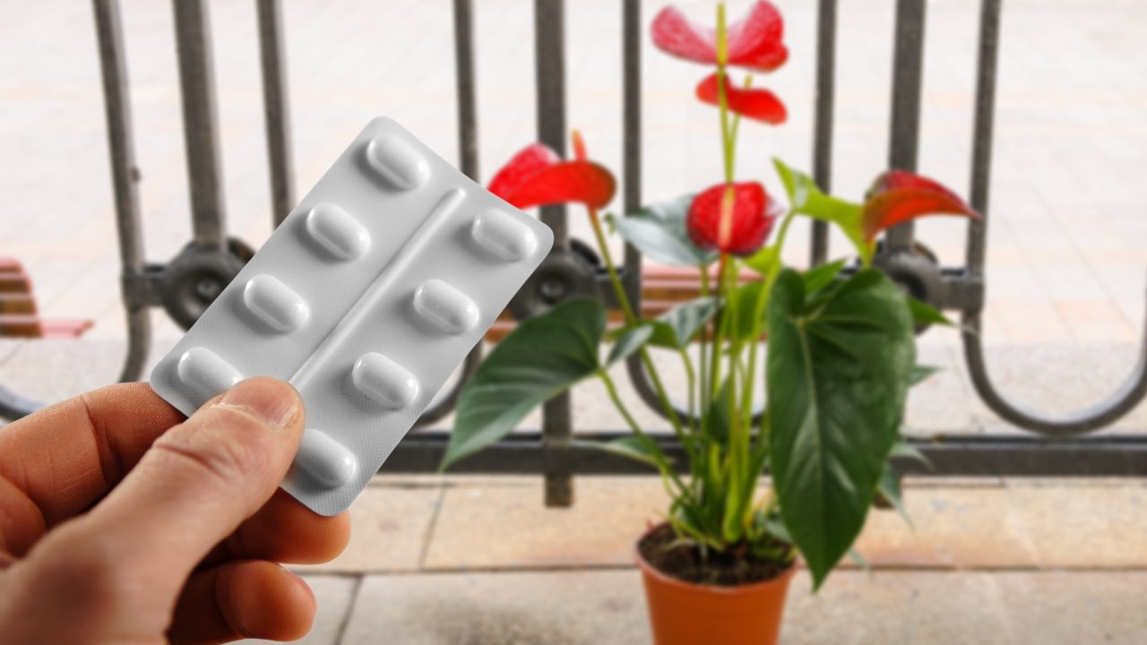 Anthurium and tablets