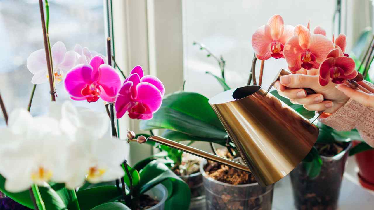 Jak zajistit, aby vaše rostliny kvetly