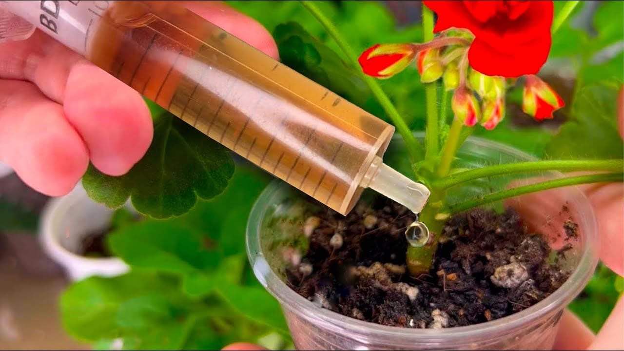 Pon una gota en las plantas