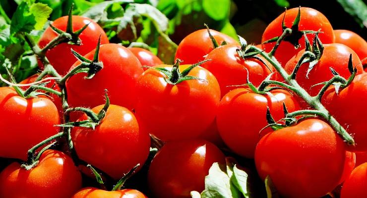 Všechny výhody a vlastnosti rajčat