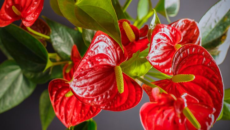 anthurium and flowers