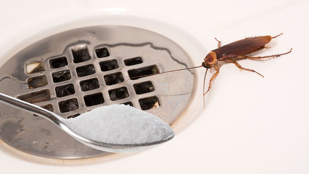 cockroach shower