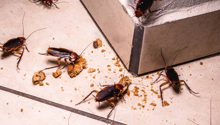 cucarachas en casa - remedios naturales para eliminarlas