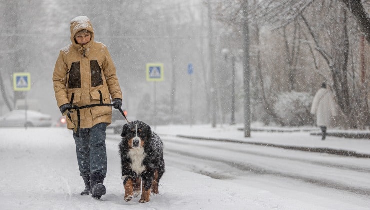 Donna e cane a spasso sotto a neve