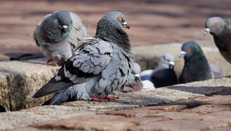 voici comment se débarrasser des pigeons