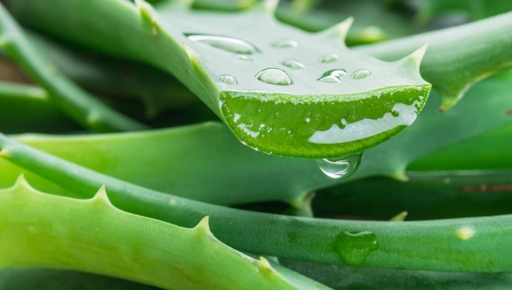 Feuilles d'Aloe Vera coupées