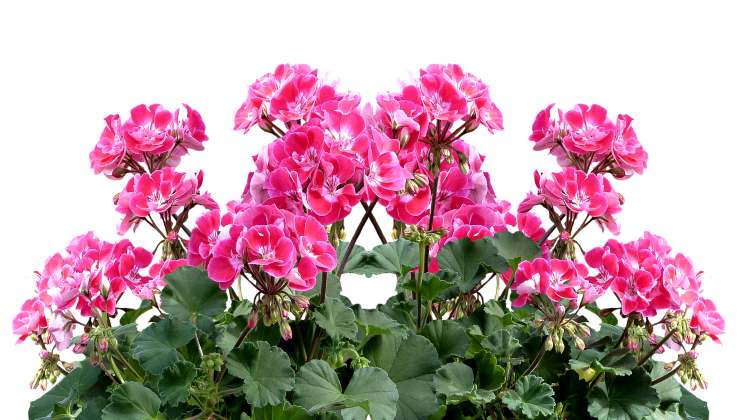 super lush geraniums thanks to natural fertilizer