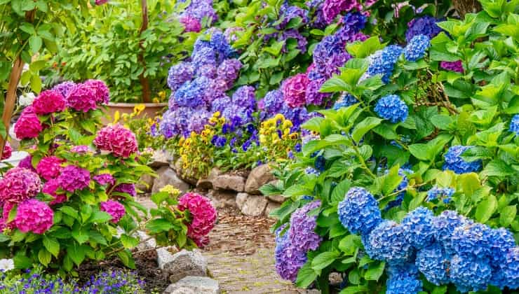 Jardin avec hortensias de plusieurs couleurs