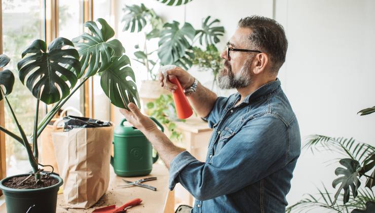 Garlic Plant Killer and Toothpaste